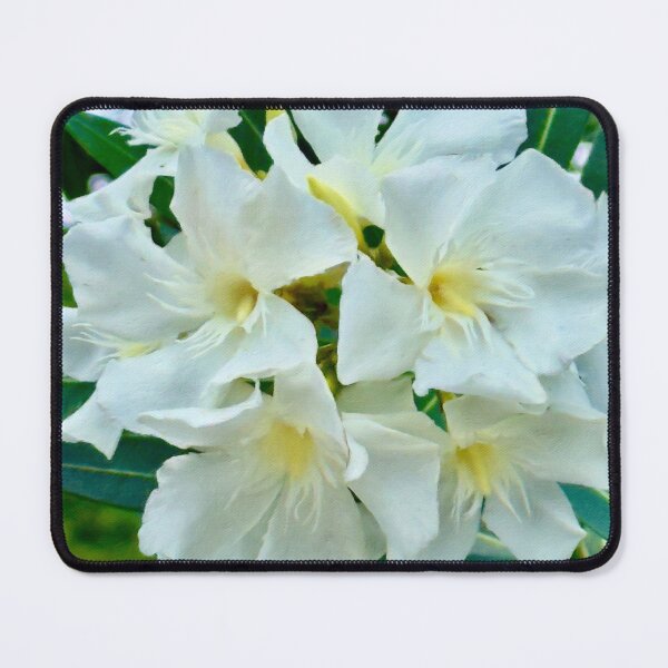 Item preview, White Nerium Flowers in Bloom - Pamela Storch designed and sold by Pamela Storch.