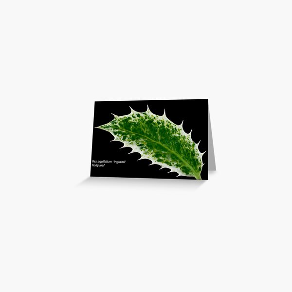 Item preview, Ilex aquifolium  'Ingramii'  Holly leaf  designed and sold by Chris Burrows.
