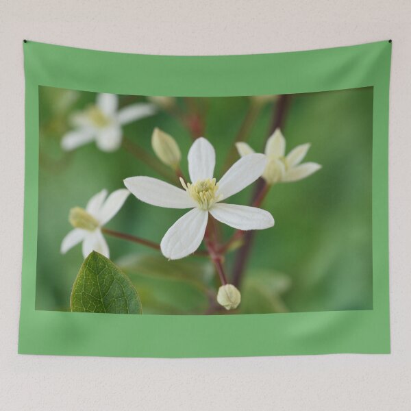 Item preview, Clematis terniflora var. mandshurica	Manchurian clematis designed and sold by Chris Burrows.