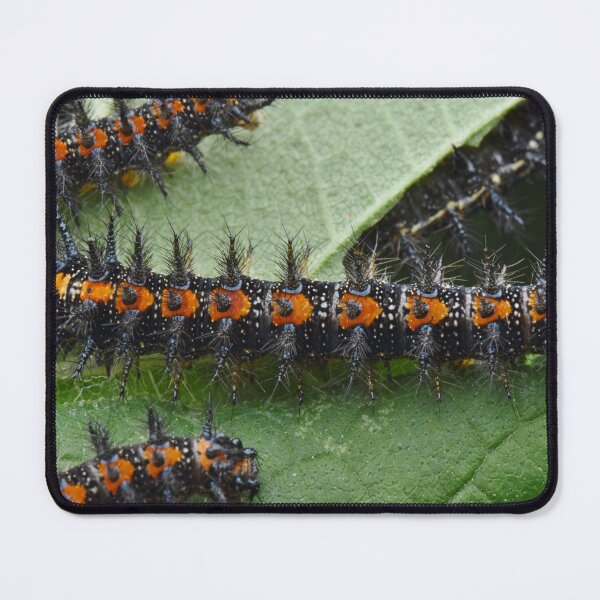 Item preview, Checkerspot Caterpillars designed and sold by Kate Farkas.