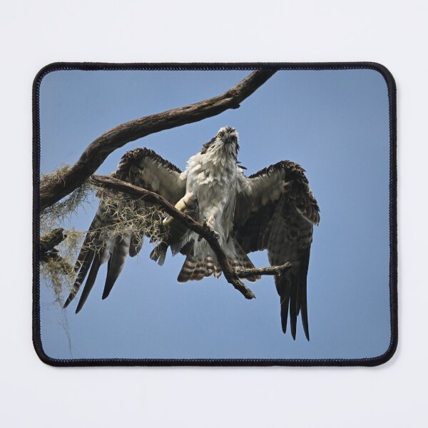Item preview, Osprey enjoying its catch  designed and sold by Glennphotos.