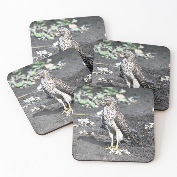 Item preview, Red Shouldered Hawk  designed and sold by Glennphotos.
