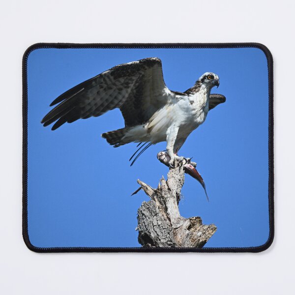 Item preview, Osprey perched holding a fish  designed and sold by Glennphotos.