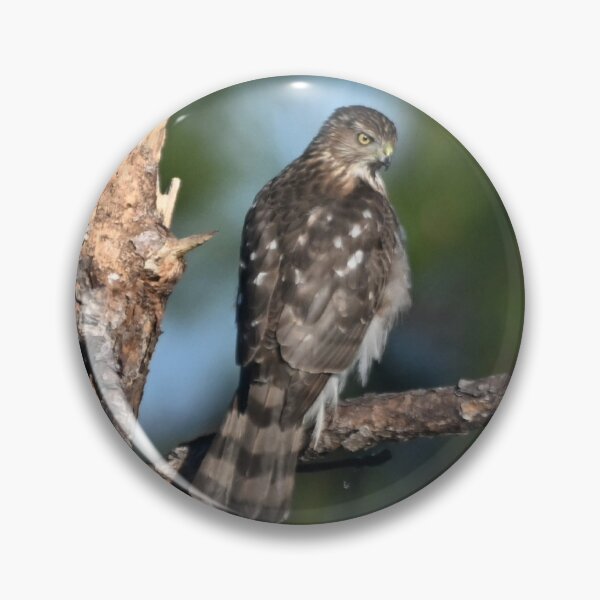 Item preview, Coopers Hawk  designed and sold by Glennphotos.