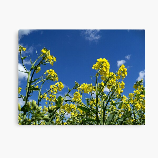 Oilseed Rape, close-up Canvas Print