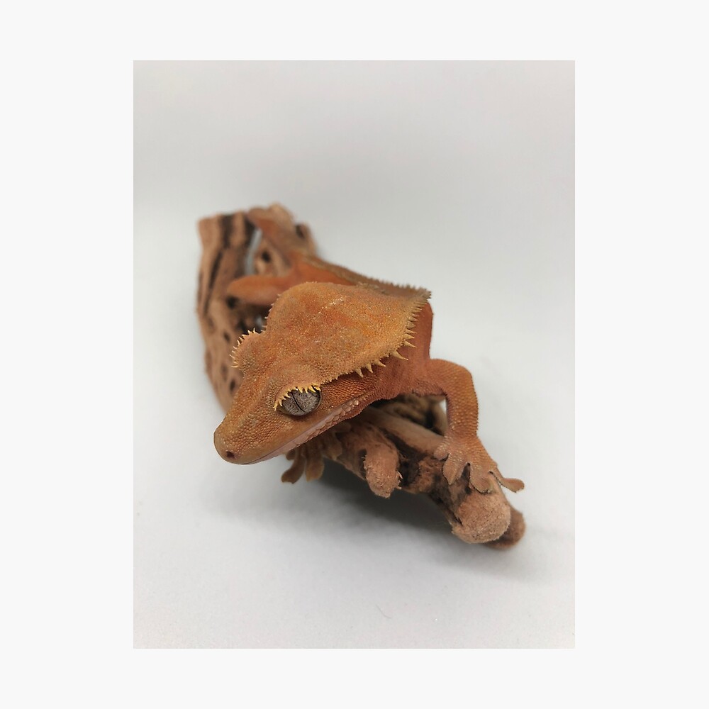 crested gecko plush