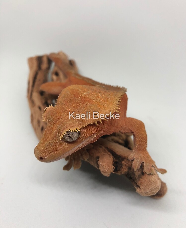 crested gecko stuffed animal
