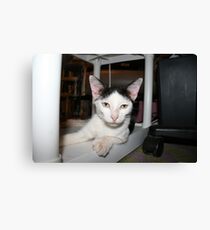What's Your Shelf-Life? Canvas Print