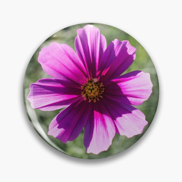 Item preview, One Juicy Pink Cosmos Bloom in the Sunlight designed and sold by Georgia Mizuleva.