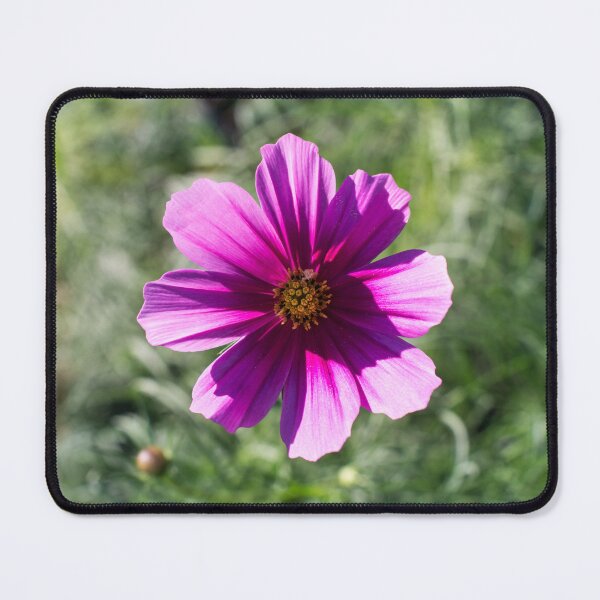 Item preview, One Juicy Pink Cosmos Bloom in the Sunlight designed and sold by Georgia Mizuleva.
