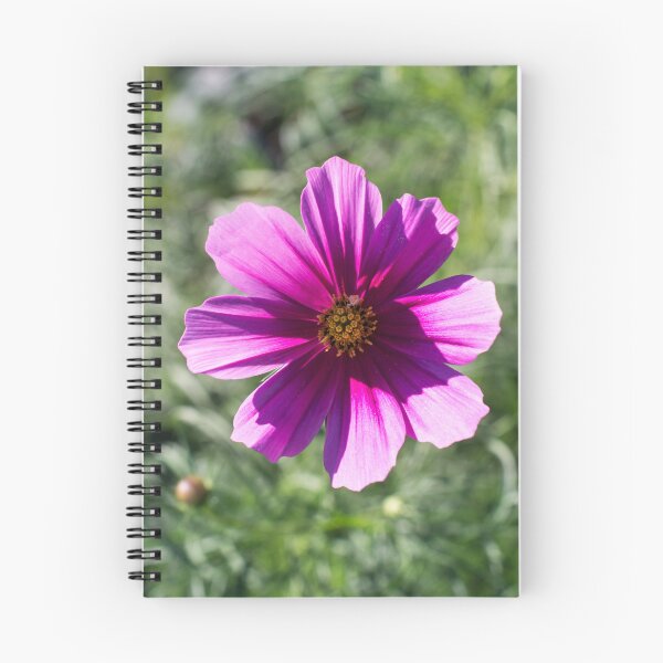 Item preview, One Juicy Pink Cosmos Bloom in the Sunlight designed and sold by Georgia Mizuleva.
