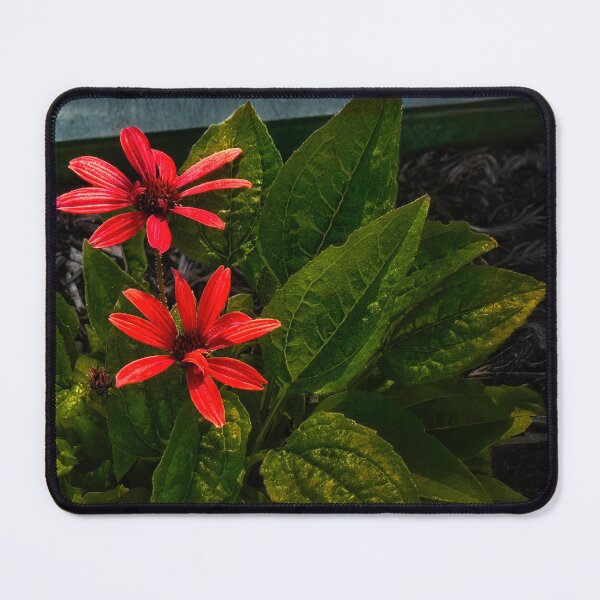 Item preview, Caught in the Spotlight designed and sold by Steve Walser.