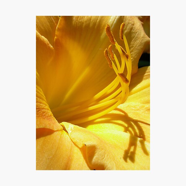 Day Lily Photographic Print