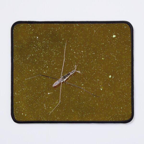 Item preview, Brown water green Cyanobacteria. Pond skater designed and sold by Jouko Lehto Photography.