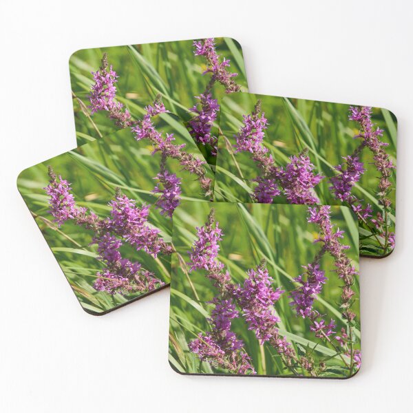 Item preview, Wild. Purple-loosestrife designed and sold by Jouko Lehto Photography.