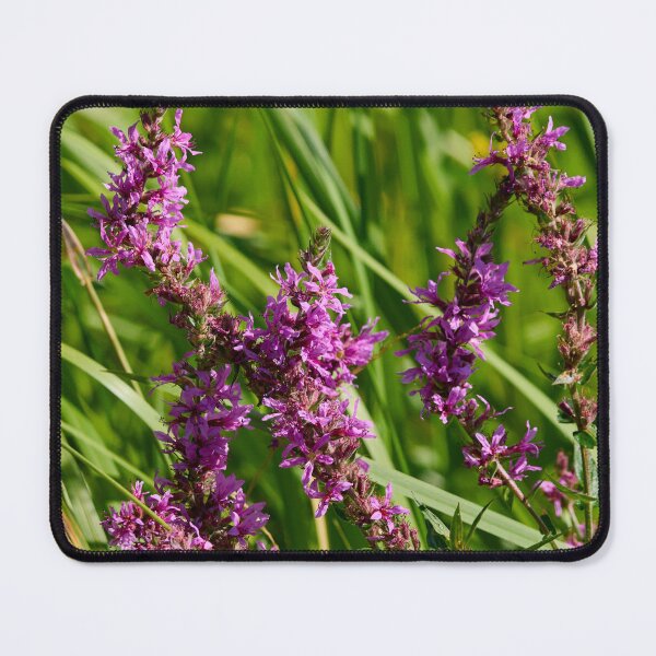 Item preview, Wild. Purple-loosestrife designed and sold by Jouko Lehto Photography.