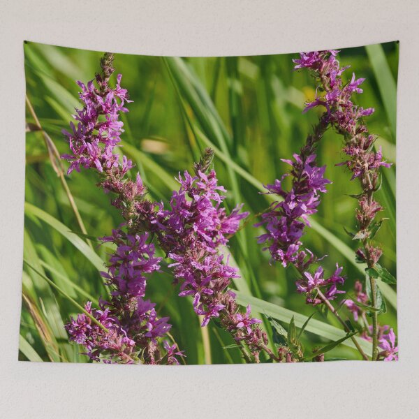 Item preview, Wild. Purple-loosestrife designed and sold by Jouko Lehto Photography.
