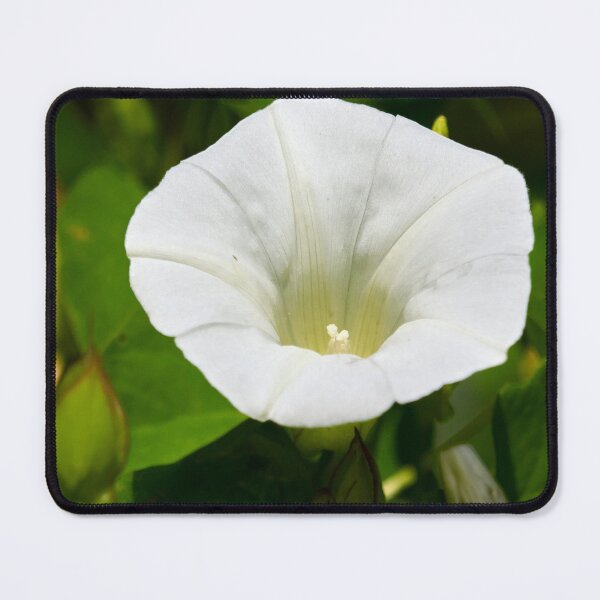 Item preview, Oh you creeping jenny. Field Bindweed designed and sold by Jouko Lehto Photography.