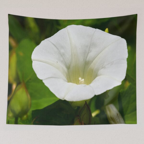 Item preview, Oh you creeping jenny. Field Bindweed designed and sold by Jouko Lehto Photography.