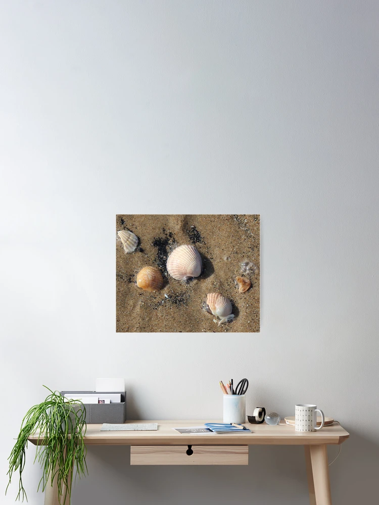 Thumbnail 2 of 3, Poster, Shells designed and sold by Designs by Helen.