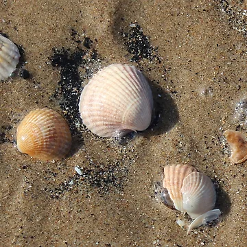 Artwork thumbnail, Shells by Designs by Helen