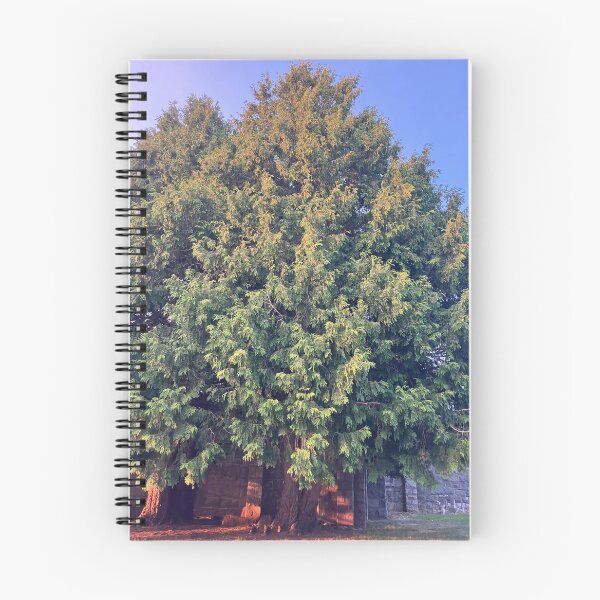 Item preview, Evergreens in front of the Old Monastery  designed and sold by Amanda1775.