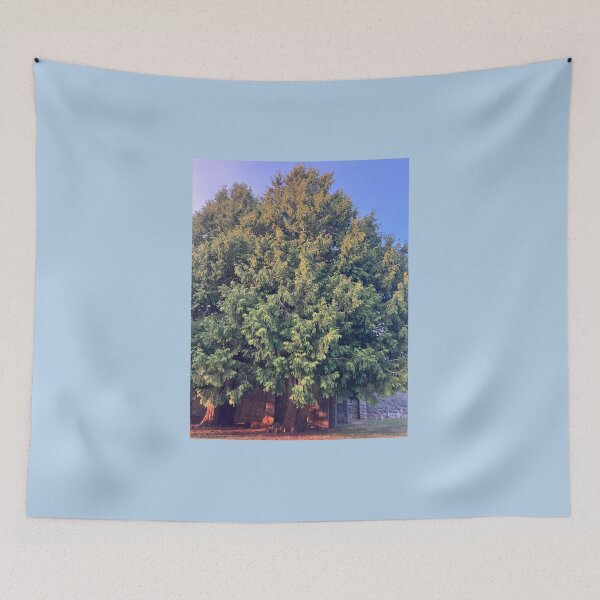 Item preview, Evergreens in front of the Old Monastery  designed and sold by Amanda1775.
