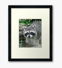 Raccoon Framed Print