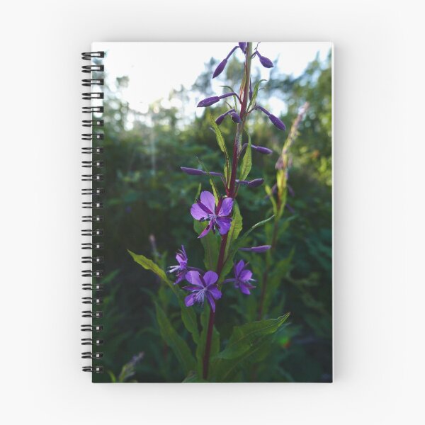 Item preview, Rosebay Willowherb (Chamerion angustifolium) designed and sold by IOMWildFlowers.