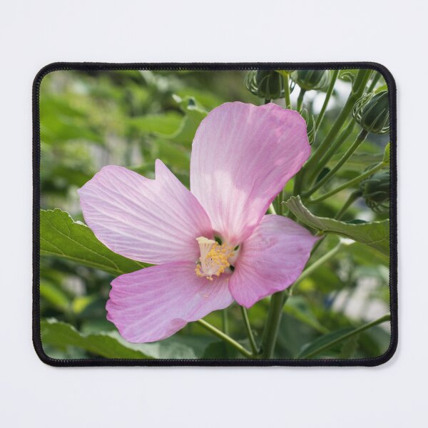 Item preview, Four Petal Hibiscus Bloom in Delicate Pink designed and sold by Georgia Mizuleva.