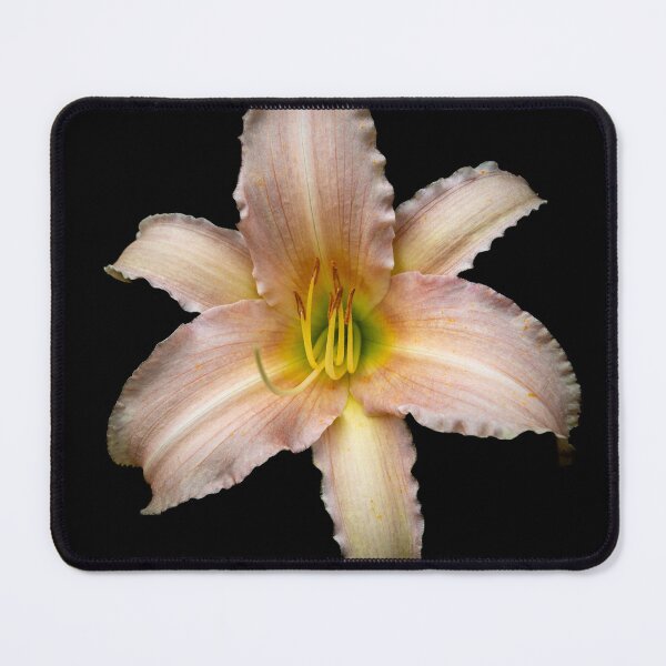 Item preview, Day Lily in isolation designed and sold by CEastwoodPhotos.