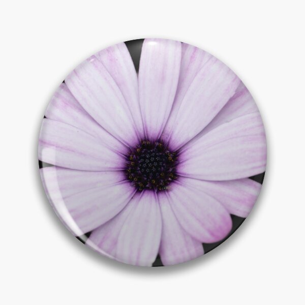 Item preview, Afican Daisy Close up on black background designed and sold by CEastwoodPhotos.