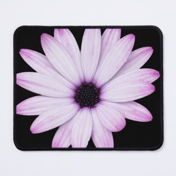 Item preview, Afican Daisy Close up on black background designed and sold by CEastwoodPhotos.