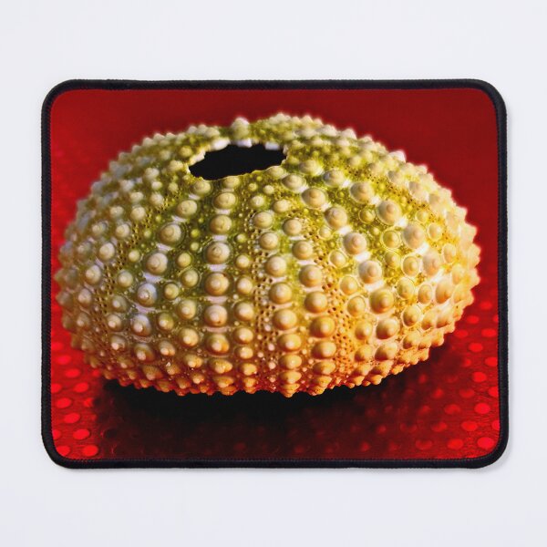 Item preview, Sea urchin Kina designed and sold by Duncan-Mac.