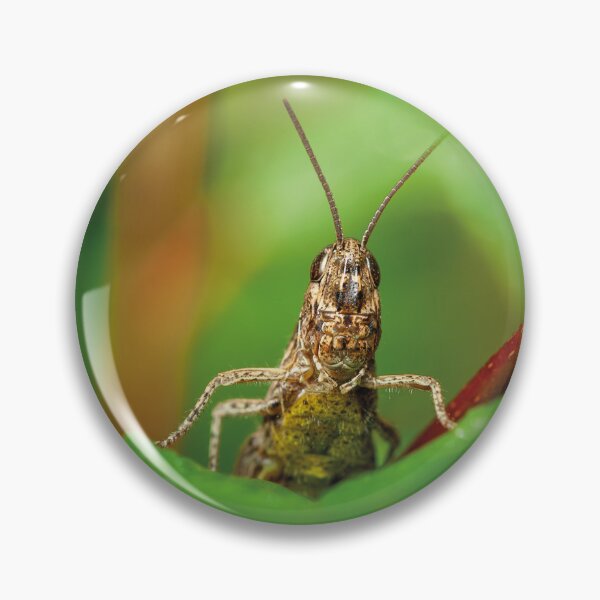Item preview, Vibrant Grasshopper Macro on Twig. Nature's Detail designed and sold by 3 Hours of Silence.