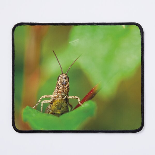 Item preview, Vibrant Grasshopper Macro on Twig. Nature's Detail designed and sold by 3 Hours of Silence.