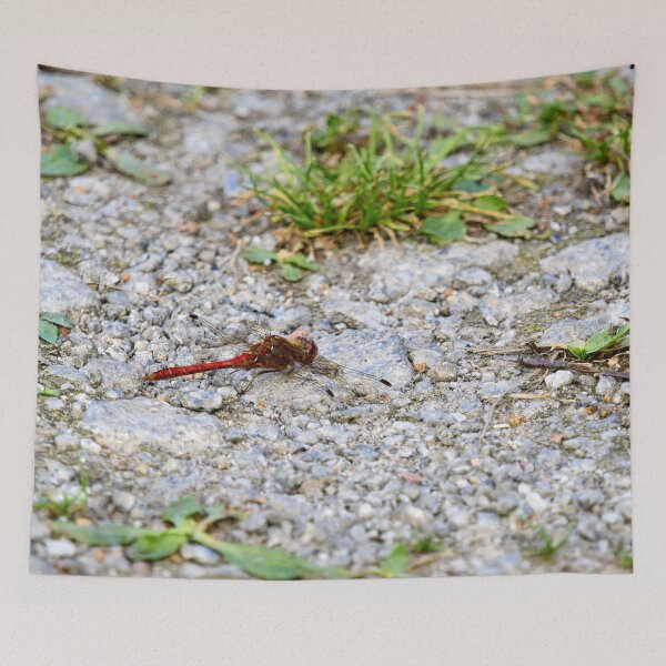 Item preview, Rocky road. Vagrant darter designed and sold by Jouko Lehto Photography.