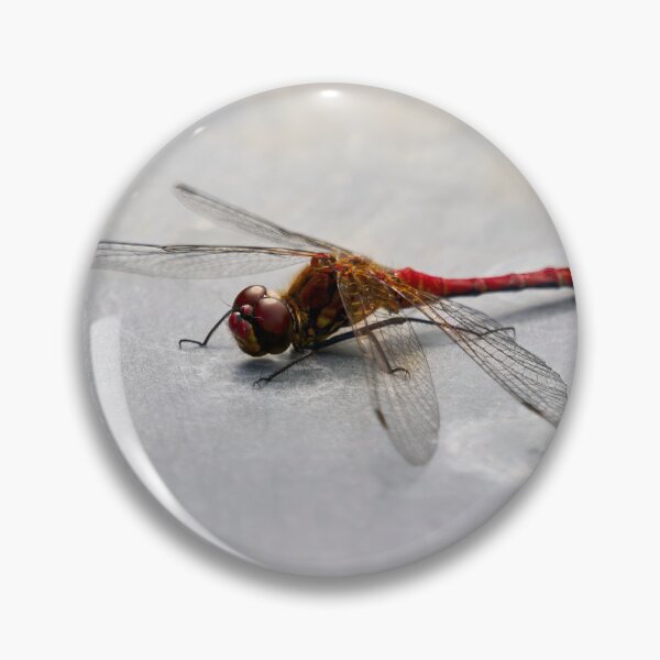 Item preview, Metallic. Vagrant darter designed and sold by Jouko Lehto Photography.