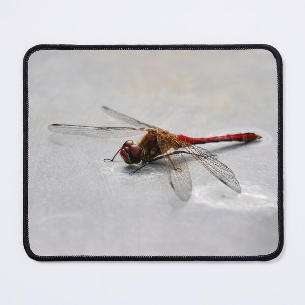 Item preview, Metallic. Vagrant darter designed and sold by Jouko Lehto Photography.