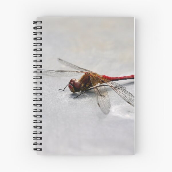 Item preview, Metallic. Vagrant darter designed and sold by Jouko Lehto Photography.
