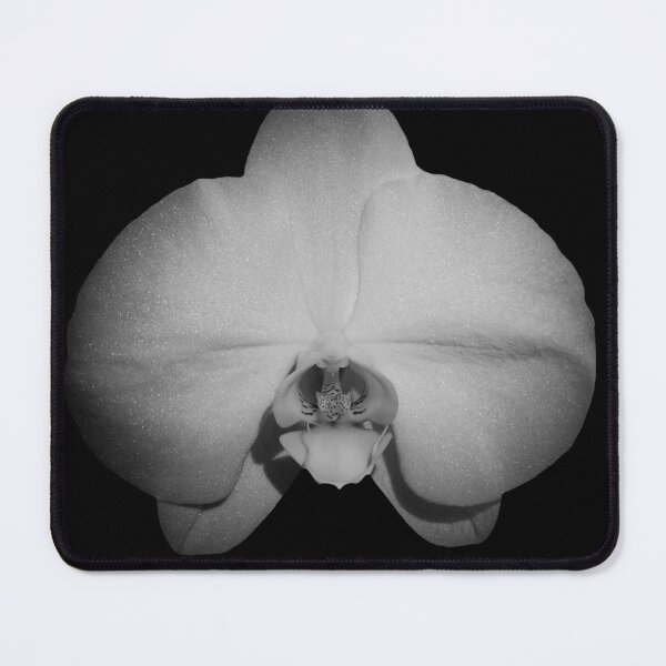 Item preview, Black and white Moth Orchid designed and sold by CEastwoodPhotos.