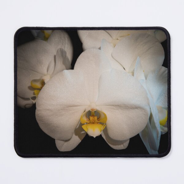 Item preview, White Moth Orchid flowers on black background designed and sold by CEastwoodPhotos.