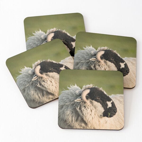 Item preview, Black faced sheep in the golden evening sun designed and sold by CEastwoodPhotos.