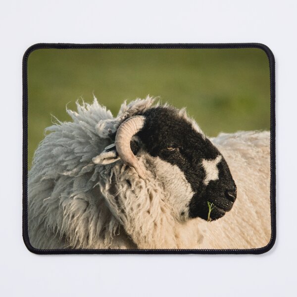 Item preview, Black faced sheep in the golden evening sun designed and sold by CEastwoodPhotos.