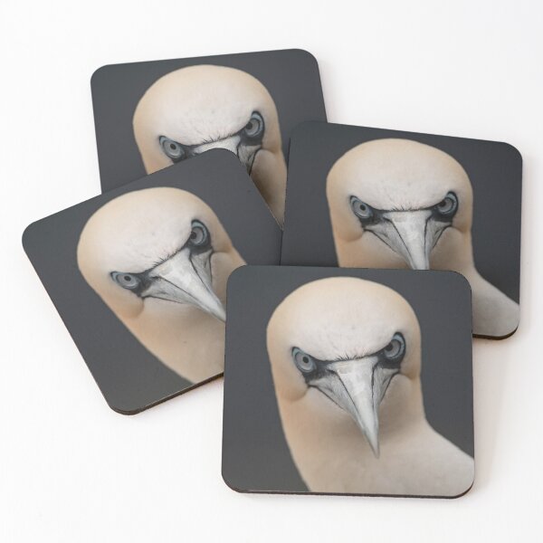 Item preview, Gannet close up Portrait  designed and sold by CEastwoodPhotos.