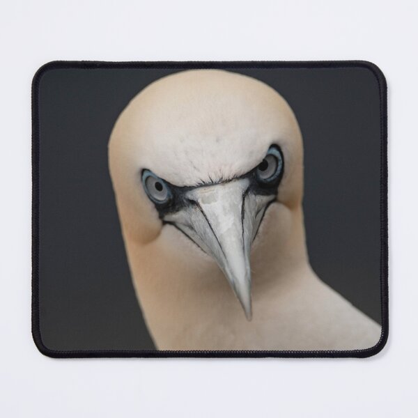 Item preview, Gannet close up Portrait designed and sold by CEastwoodPhotos.