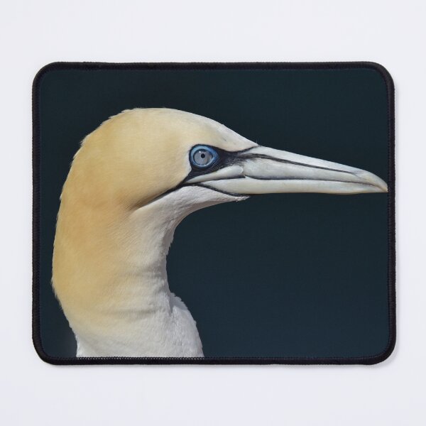 Item preview, Gannet close up profile Portrait designed and sold by CEastwoodPhotos.