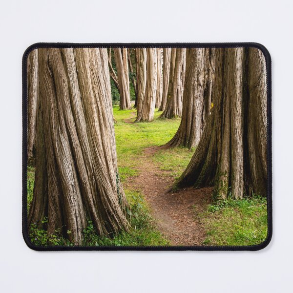 Item preview, Cypress Trees Plas Newydd Wales designed and sold by CEastwoodPhotos.