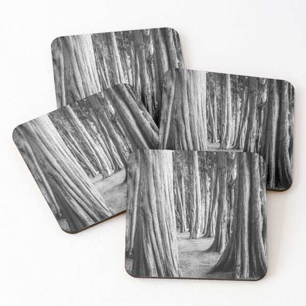 Item preview, Cypress Trees Plas Newydd Wales B&W designed and sold by CEastwoodPhotos.