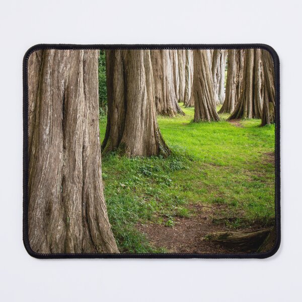Item preview, Cypress Trees Plas Newydd Wales designed and sold by CEastwoodPhotos.